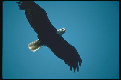 Musim semi. Bald eagle melonjak di langit