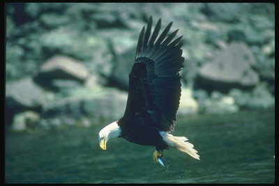 Primăvară. Bald Eagle cu pradă în ghearele sale, faţă de un fond de roci şi apă