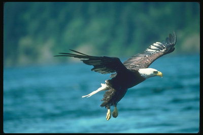 Mùa xuân. Bald eagle flies against the backdrop of the coast
