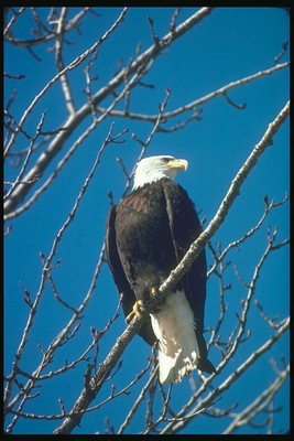 Musim gugur. Bald eagle duduk di pohon