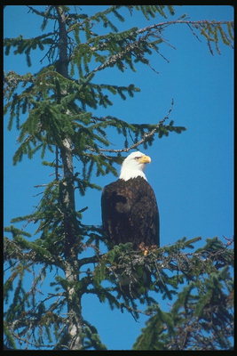 Cuối mùa thu. Bald eagle ngồi trên một cây thông