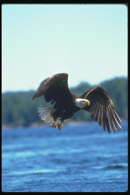 Musim panas. Bald eagle flies terhadap latar belakang dari danau