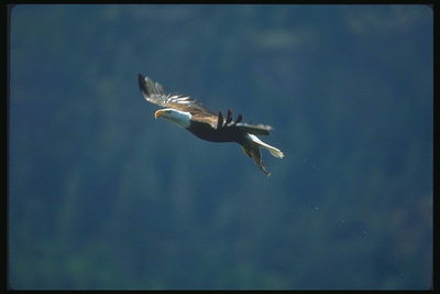 Frühling. Bald Eagle fliegt vor dem Hintergrund des Waldes