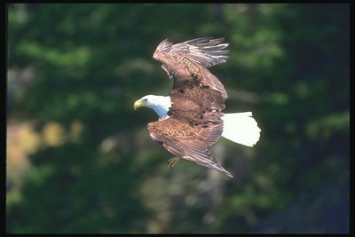 Nóng mùa hè. Bald eagle flies against the backdrop của rừng