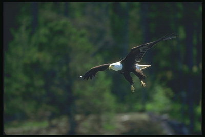 Білоголова орлан летить над лісом, в пошуках видобутку