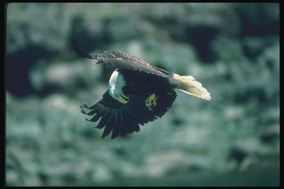 Musim panas. Bald eagle flies terhadap latar belakang dari batu-batu
