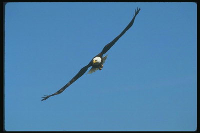 Mùa xuân. Bay lên trên không bald eagle in the sky