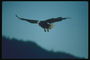 Літо. Білоголова орлан в польоті, в пошуку видобутку