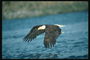 Літо. Білоголова орлан летить на тлі берега водойми, в пошуку риби