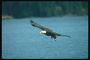 Літо. Білоголова орлан летить на тлі озера, побачив видобуток