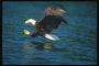 봄. 물속에 대머리 독수리가 먹이를 공격하는