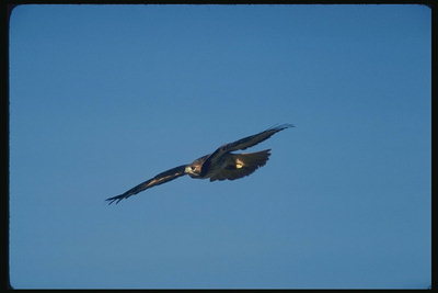 Flying o pasăre de pradă, pe fundalul unui cer senin, senin