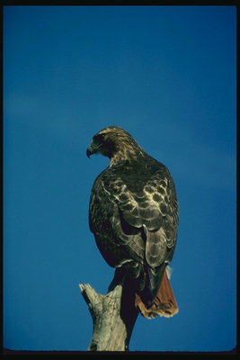 Un fel de vultur stă pe o căţea spate pe cerul albastru