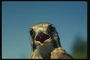 Пташеня сокола з відкритим ротом сигналізує про свій ненаситний апетит