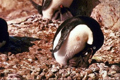 Penguin feeding offspring
