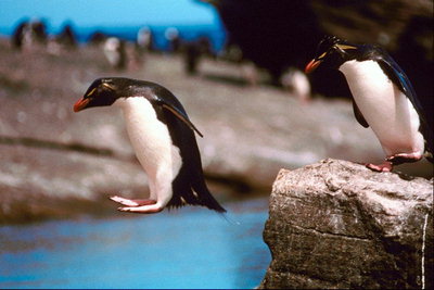 Penguin skok do morza