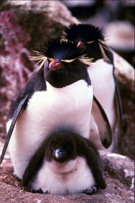 Penguins with chicks