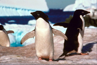 Penguins after swimming