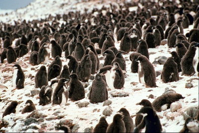 Penguins are always together