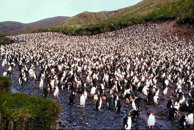Penguins, migrácia