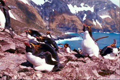 Penguins på klipper, bjerge, hav bay