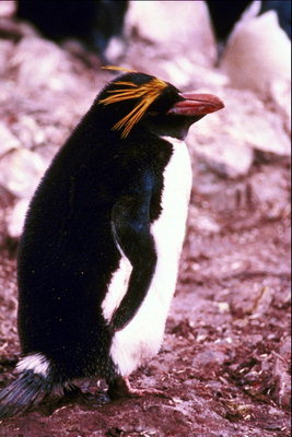 Penguin-dumna samotność