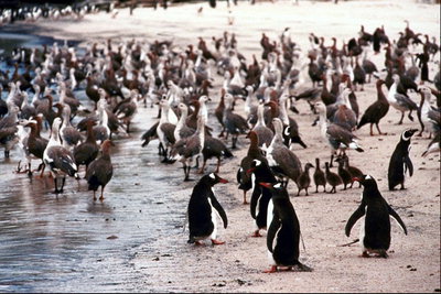 पेंगुइन और अन्य निवासियों
