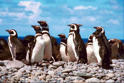 Pingwiny są zawsze czujna