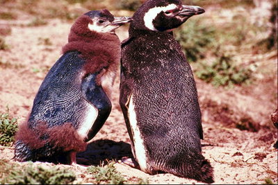 Pingwiny-Tata i syn