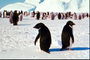 Пінгвіни в соре