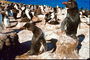 Пінгвіни на березі моря
