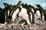 Пингвин з пташенята - час відпочинку