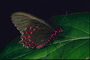 Неровные края крыльев бабочки. Красные пятна на коричневых крыльях