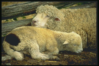 Δύο Πρόβατα στην πένα είναι