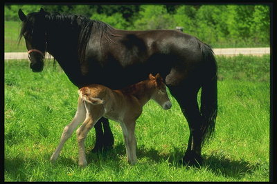 Μαύρο άλογο και το κόκκινο πουλάρι στο λιβάδι