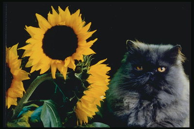 http://pix.com.ua/db/animals/pets/cats_and_kittens/m-336056.jpg