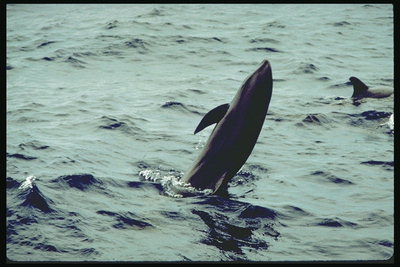 Тешко трикове изводе обучени делфина из града Зоо