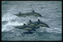 Колективне полювання дельфінів на риб нижчого розумового розвитку