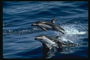 Голова дельфіна випливає з води для відновлення кисню