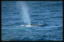 Фонтан у відкритому океані. Гра кита з самкою