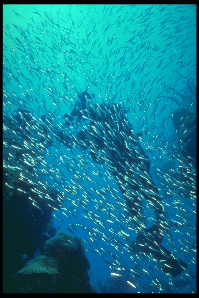 Аквалангіста на тлі дрібних риб