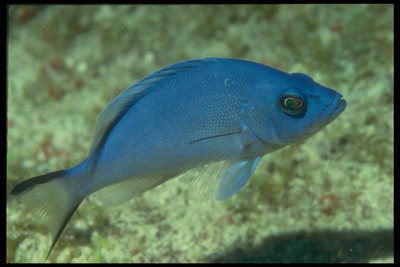 Риба блакитного кольору з прозорими плавниками