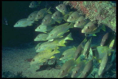 Риби під палицею в морських водоростей