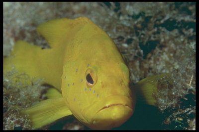 Peşte cu luminoase de culoare galbenă, o nuanţă de culoare calda
