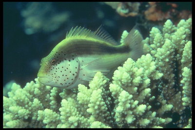 若年魚珊瑚