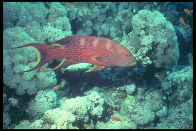 Риба бордового кольору в білу крапку з червоними очима