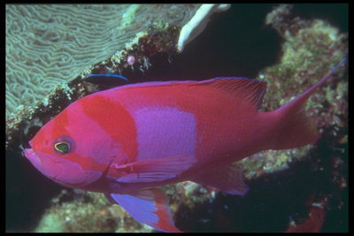 Риба в рожевих, бузкові, червоних кольорів