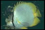 Риба з сріблення кольору тілом і жовтим хвостом