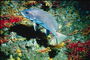 Голубая рыбка на фоне красных и желтых водорослей