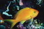 Золотистая рыба с синей каемкой на плавниках и розовыми полосами на животе